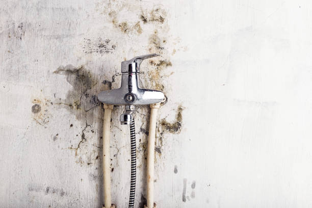 Best Office Mold Removal Services  in Crump, TN