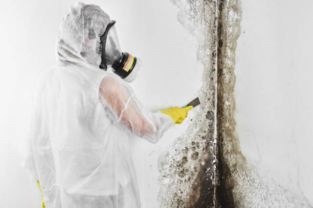 Professional Mold Removal in Crump, TN