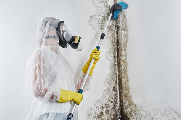 Best Emergency Mold Removal  in Crump, TN