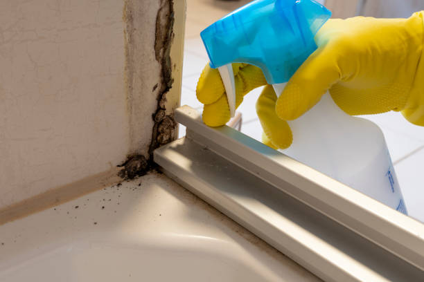 Best Attic Mold Removal  in Crump, TN