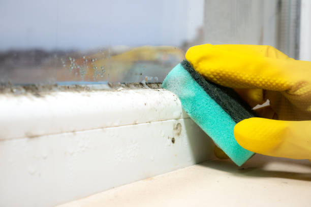 Best Mold Testing  in Crump, TN
