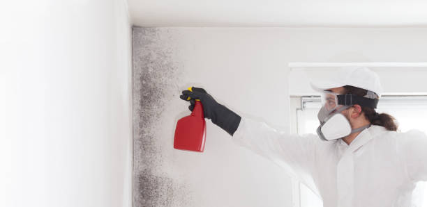 Best Best Mold Removal Companies  in Crump, TN