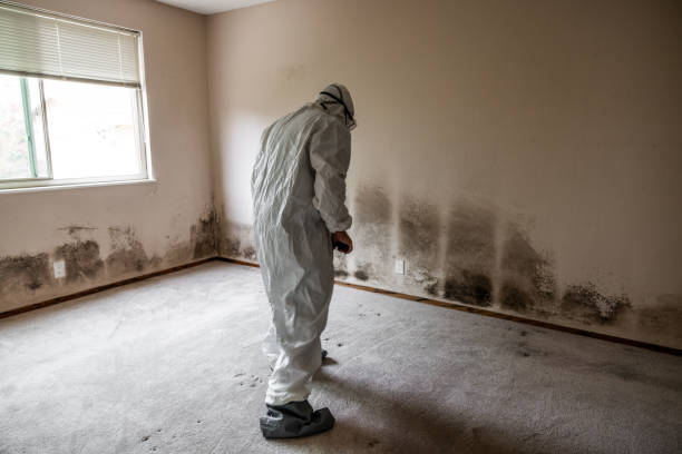 Mold Testing and Removal in Crump, TN