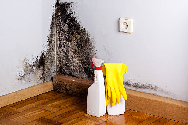 Best Toxic Mold Removal  in Crump, TN