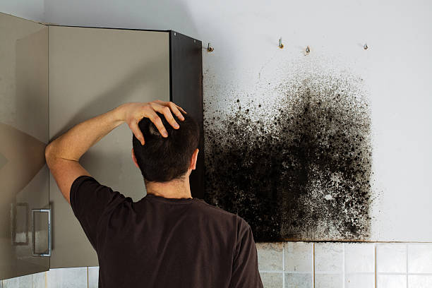 Mold Removal Process in Crump, TN