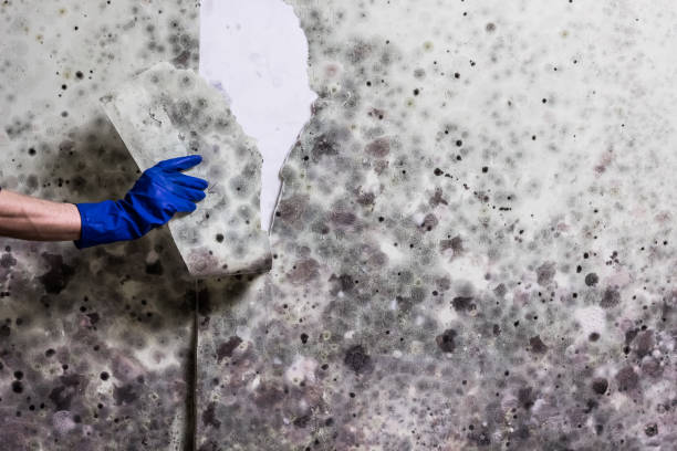Best Mold Inspection  in Crump, TN