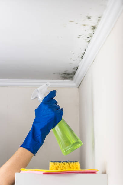 Best Mold Damage Repair  in Crump, TN